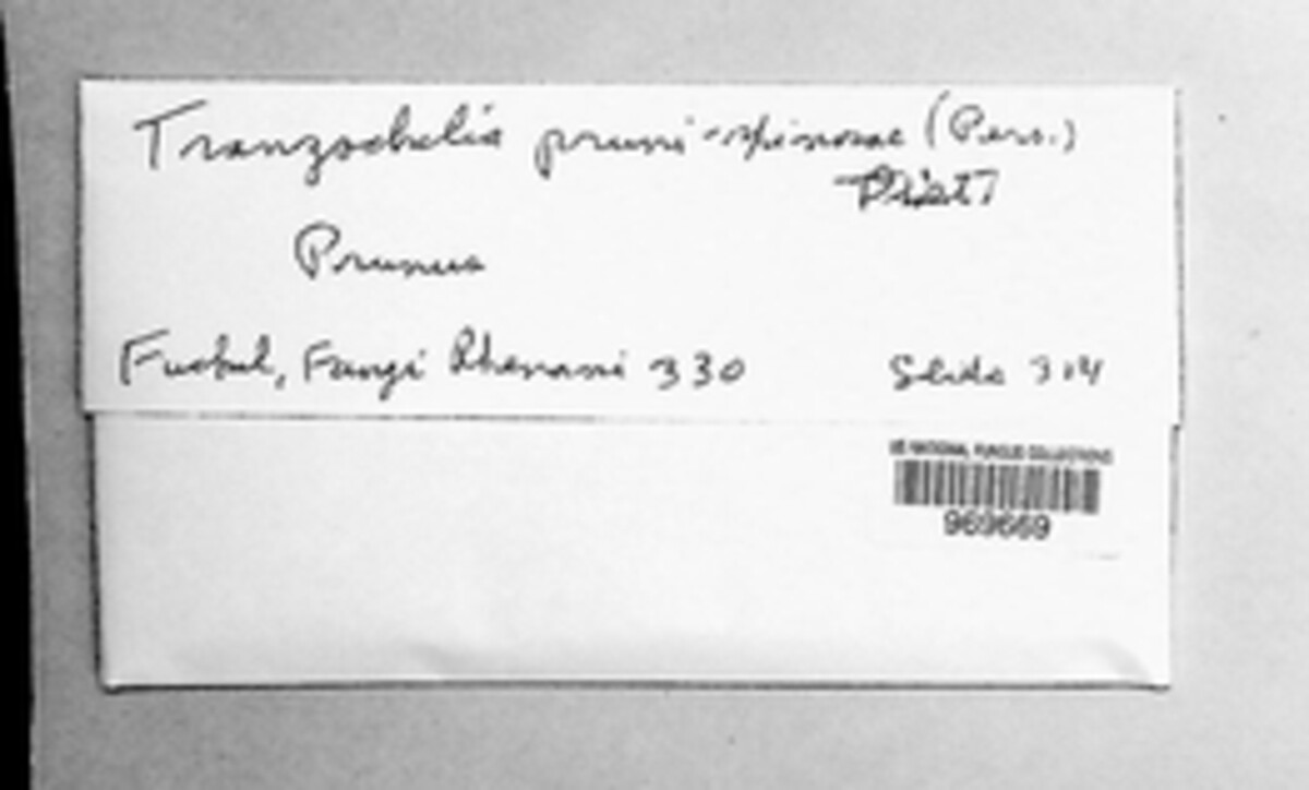 Tranzschelia pruni-spinosae image